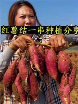 种红薯要做到浅栽平栽，根据需求，合理控制密度，与成熟期，使用优质的薯苗，配合科学的管理