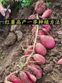 红薯种植高产需要选地，用苗，施肥，种植高产技术加后期管理，一起抓住，才能做到优质高产！