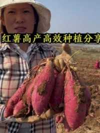 种红薯要做到浅栽平栽，根据需求，合理控制密度，与成熟期，使用优质的薯苗，配合科学的管理