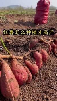 事实证明平栽的红薯结的多条应好，产量也比竖着栽要多百分之三十左右！