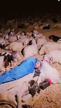 土耳其牧羊人抱着羊群睡觉.