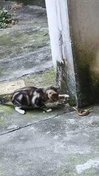 为什么猫咪不怕蛇