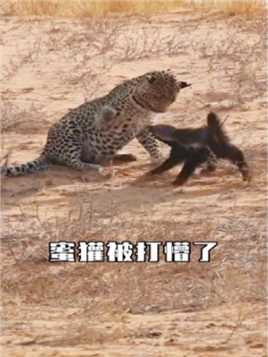 蜜獾攻击花豹，却被打的没脾气