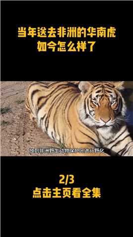 20年前，5头华南虎被送到非洲野化，如今怎么样了？ (2)