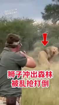 狮子冲出森林攻击人，被乱枪打倒！