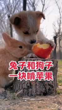 狗子和兔子一块啃苹果，跨越种族的友情！