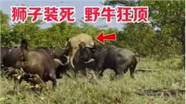 狮子被野牛群包围后装死，野牛仍狂顶，盘点三种能打败野牛的动物