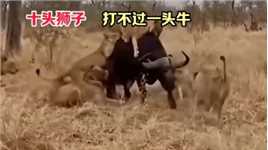 十头狮子打不过一头牛，牛群迅速赶来拼命，狮子逃跑！
