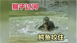 猴子过河被鳄鱼咬住胳膊，挣脱鳄鱼嘴，逃到岸上！