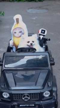 谁能帮我找到香蕉猫？#萌宠出道计划 #博美 #狗子成精了 #香蕉猫 #搞笑
