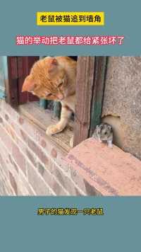 老鼠被猫追到墙角，猫的举动把老鼠都给紧张坏了