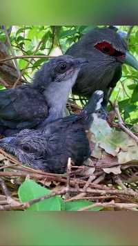 两个都得吃了#保护鸟类人人有责 #动物鸟世界 #鸟宝宝
