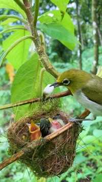 一有吃的就拉出来#保护鸟类人人有责 #动物鸟世界 #鸟宝宝