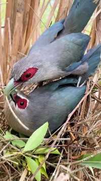 恩爱的鸟夫妻#保护鸟类人人有责 #动物鸟世界 #鸟宝宝