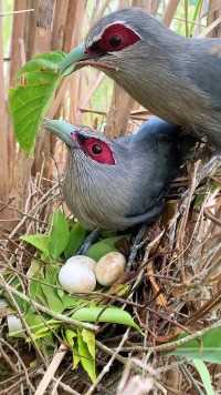 一边孵蛋一边搭窝#保护鸟类人人有责 #动物鸟世界 #鸟宝宝