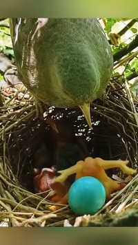 鸟妈妈拯救蛋#保护鸟类人人有责 #动物鸟世界 #鸟宝宝