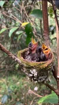 黑枕王鹟#保护鸟类人人有责 #动物鸟世界 #鸟宝宝