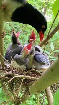 吃完就拉，鸟妈妈清理排泄物#保护鸟类人人有责 #动物鸟世界 #鸟宝宝