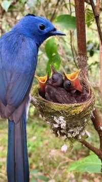 -黑枕王鹟#保护鸟类人人有责 #动物鸟世界 #鸟宝宝
