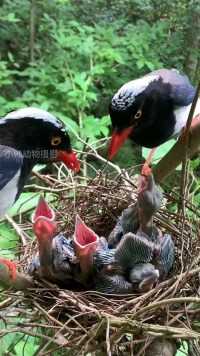在父母的呵护下，小鸟们慢慢的成长#保护鸟类人人有责 #动物鸟世界 #鸟宝宝