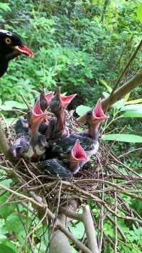 小鸟长大了#保护鸟类人人有责 #动物鸟世界 #鸟宝宝