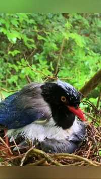 下雨了 父母还在奔波#保护鸟类人人有责 #动物鸟世界 #鸟宝宝