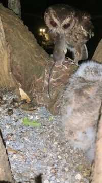 猫头鹰妈妈抓一只大老鼠#保护鸟类人人有责 #动物鸟世界 #鸟宝宝