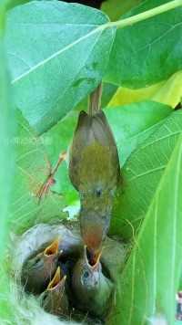 两块叶子就是缝叶莺的家#保护鸟类人人有责 #动物鸟世界 #鸟宝宝