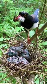 吃的是小鸟吗？#保护鸟类人人有责 #动物鸟世界 #鸟宝宝