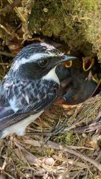 鸟妈妈很努力的抓虫子给宝宝们吃#保护鸟类人人有责 #动物鸟世界 #鸟宝宝