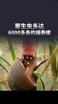 寄生虫高达6000多条的福寿螺你还敢乱吃吗？