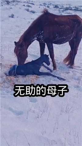 无助的母马在冰天雪地里产下小马驹 # #万物皆有灵性 #善待动物关爱生命 #好人一生平安