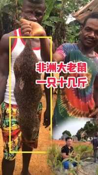 非洲大老鼠一只十几斤，小伙开荒种玉米被老鼠咬，发动村民抓老鼠非洲生活