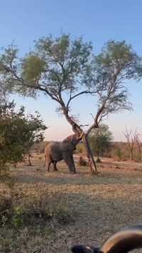 非洲大象倒拔垂杨柳