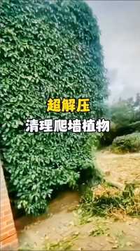 超级解压 清理爬墙植物 植物爬在墙上冬暖夏凉 为什么还要花钱清理.