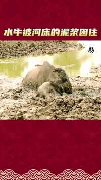 水牛被河床的泥浆困住#涨知识