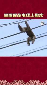 黑猩猩在电线上撒欢
