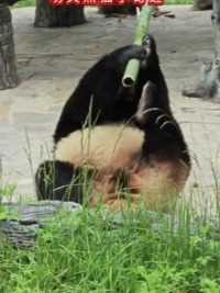 功夫熊猫小奇迹#小奇迹 #大熊猫 #关爱国宝大熊猫 #萌宠成精了 