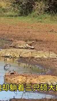 来喝水的羚羊看到这么多鳄鱼趴在岸边，它迟迟不敢靠近水潭喝水#弱肉强食的动物世界#动物世界的战斗#野生动物零距离