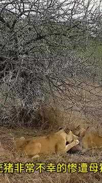 母狮捕猎疣猪，鬣狗趁机打劫#野生动物零距离#弱肉强食的动物世界#动物世界的战斗#狮子#鬣狗