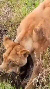 母狮捡便宜得到角马#野生动物零距离#弱肉强食的动物世界#神奇动物 #母狮