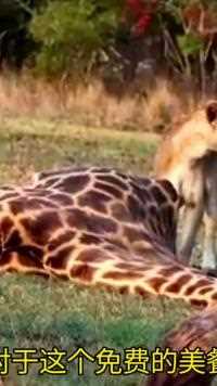 母狮捡到一头长颈鹿#野生动物零距离#弱肉强食的动物世界#动物世界的战斗#鬣狗
