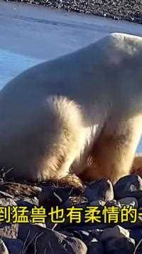 北极熊遇到宠物狗，居然可以如此温柔#野生动物零距离#神奇动物 #北极熊