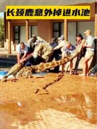 长颈鹿意外掉进水池，十几名壮汉才能将它救起，结局让人欣慰