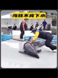 饲养员推海豚下水，海豚却不乐意了
