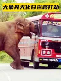 大象不把人类放眼里，光天化日拦路打劫，司机被吓得不知所措