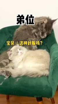 我家霸总猫的家庭弟位！ #缅因猫 #霸总小福.