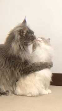 我家猫的后抱吻有酸到你吗？（你看了多少遍？） #霸总小福 #缅因猫