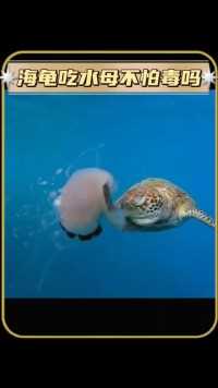 海龟吃水母不怕毒吗 