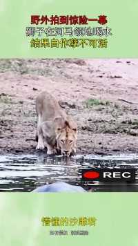 野外拍到惊险一幕，狮子在河马领地喝水，结果自作孽不可活！